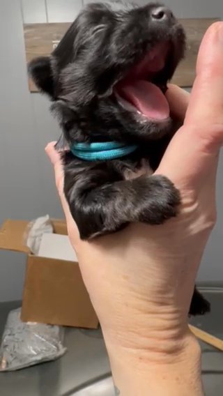 Kb Black Female Yorkie Ckc in Cleveland, Tennessee