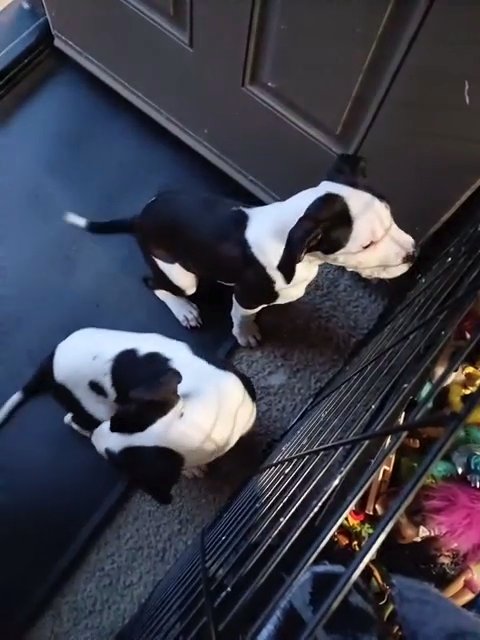 Dogo x Pit in Stockton, California