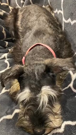 Salt And Pepper Female in Olympia, Washington