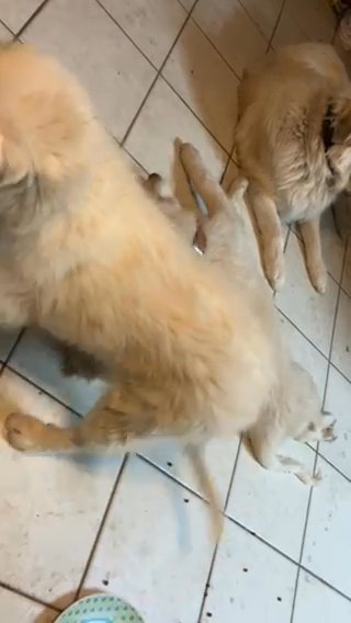 Great Pyrenees Born 08/10/23 in Hesperia, California
