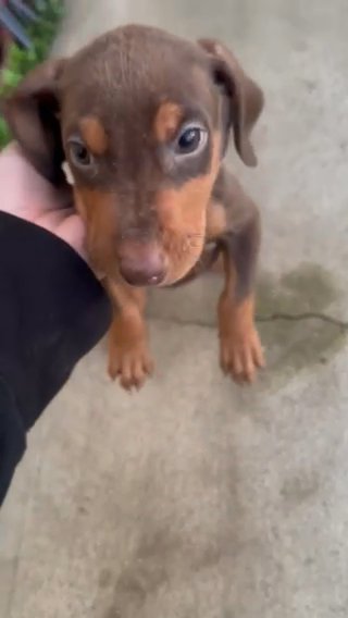 Doberman Pincher in Porterville, California