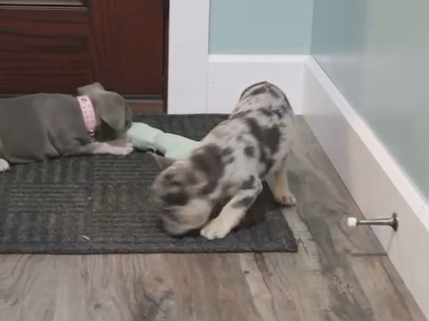 Frenchies in Euclid, Ohio