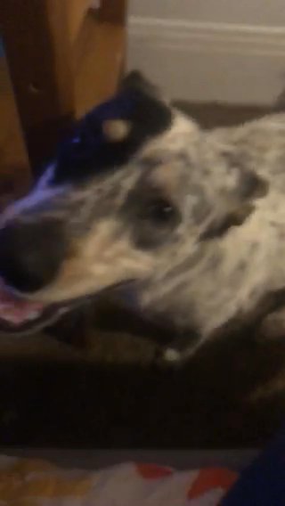 Oreo Texas Heeler Ready For A New Home in Santa Paula, California
