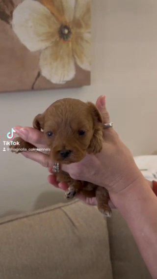 CKC Red Cavapoo Puppy in Crossville, Tennessee