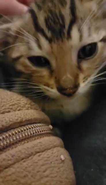 Little Leopard - Purebred Bengal Kitten in Grand Rapids, Michigan
