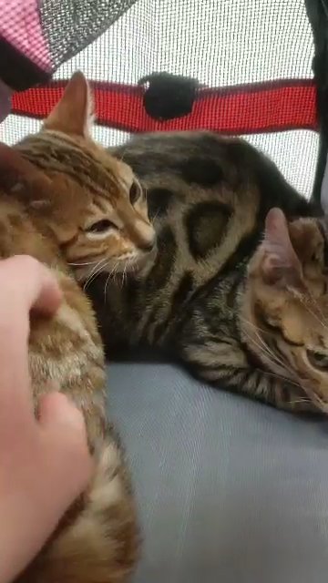 Purebred Bengal Kitten - Male Cat in Grand Rapids, Michigan
