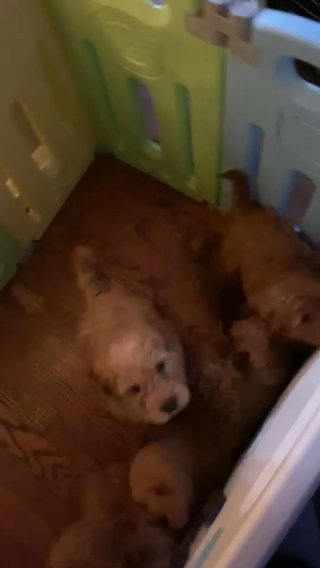 Puppies , Poodles in Dundalk, Maryland