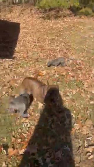 12 Week Old All Grey Female Staffordshire terrier For Sale in Stonecrest, Georgia