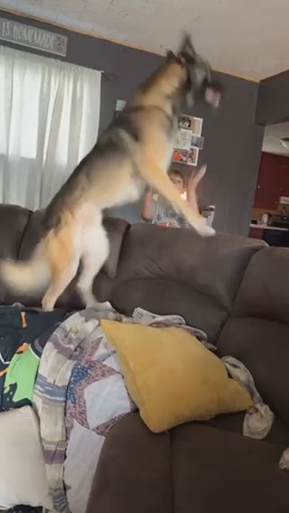 Husky Mix in Pittsburgh, Pennsylvania