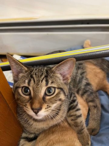 Kitten For Rehoming in Lodi, New Jersey