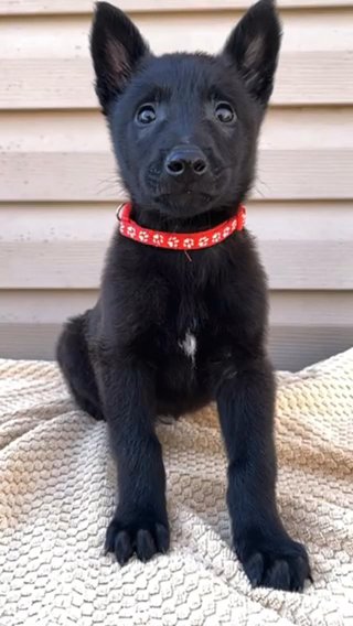 Red Boy in Jonesboro, Arkansas