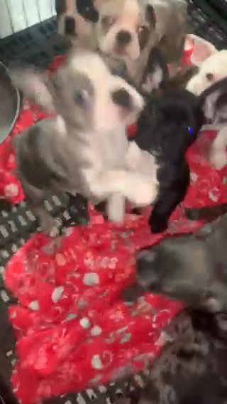 Link - Frenchton Male in Albany, New York