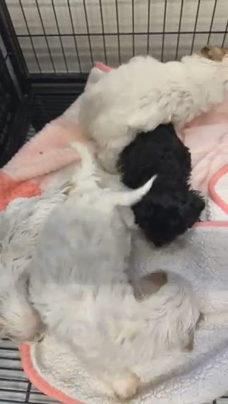 Cavapoos in Quincy, Illinois