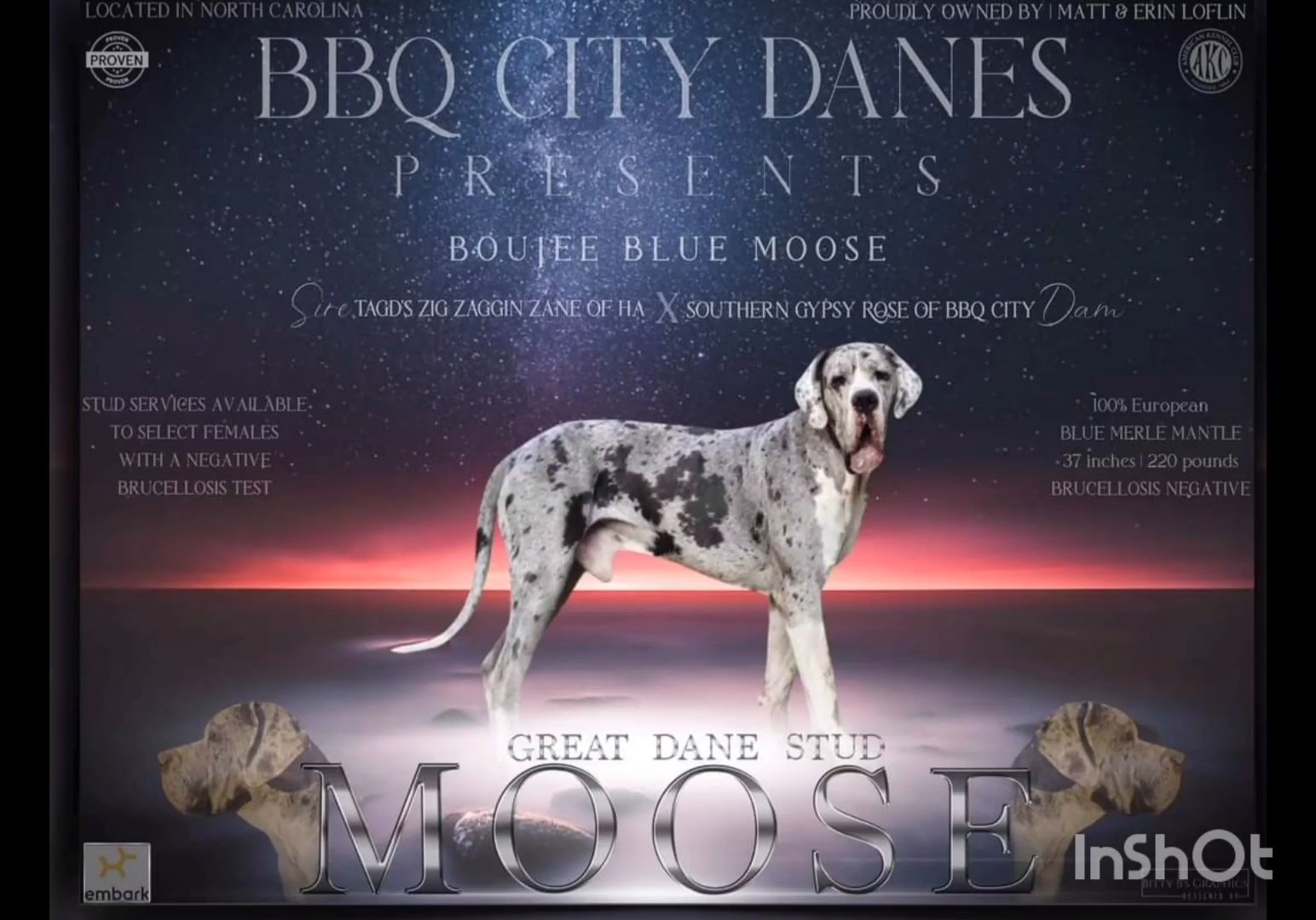 Great Dane’s due 02/28 in Kingsport, Tennessee