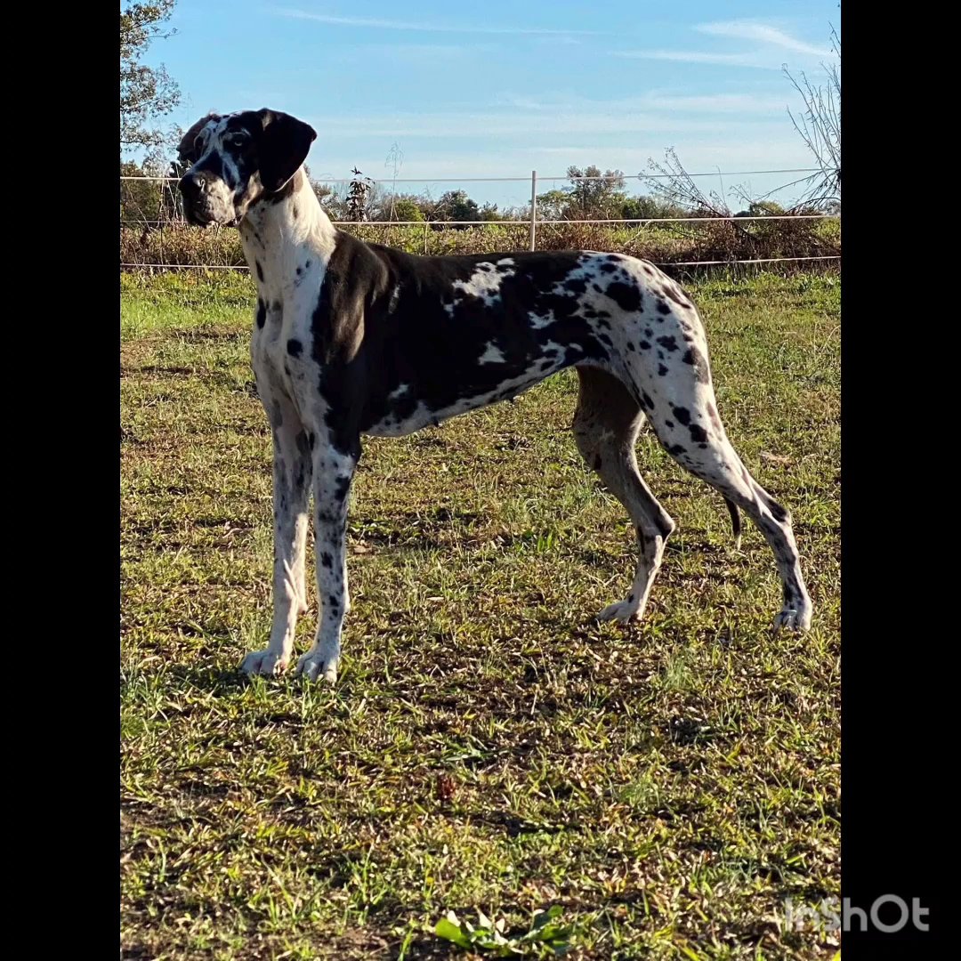 Great Dane’s due 03/07 in Kingsport, Tennessee