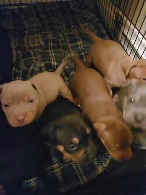American bullies 1500.00 in Milwaukee, Wisconsin