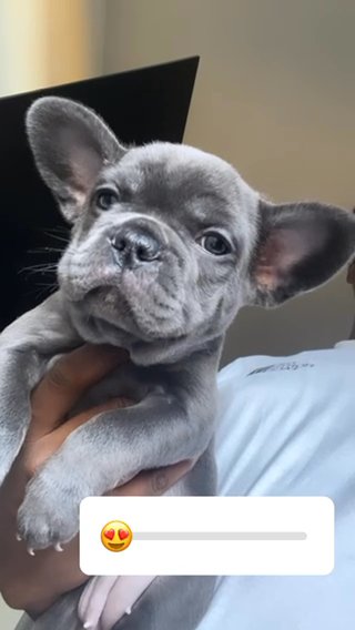 Frenchie (french Bulldog ) in Dallas, Texas