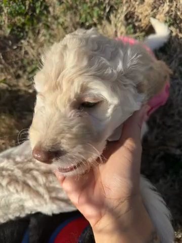GoldenDoodle Girl in McDonough, Georgia