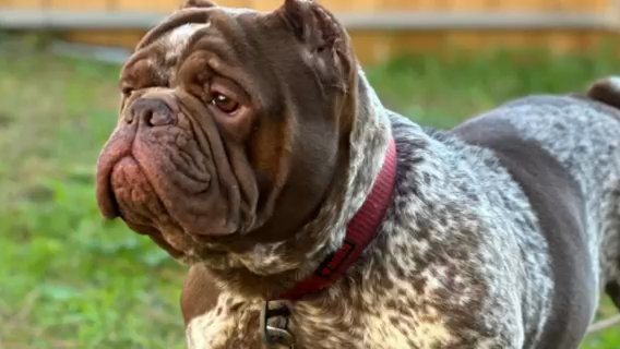 Adult Exotic Bully Looking For His Forever Home in Augusta, Georgia
