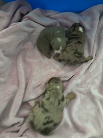 Olde English Bulldogs in Elk Grove, California