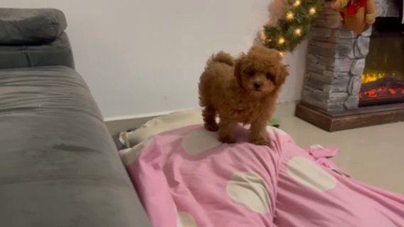 Red maltipoo in Houston, Texas