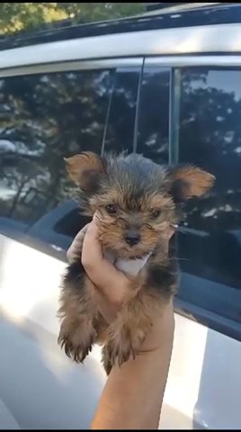 Teacup Yorkies in Chicago, Illinois