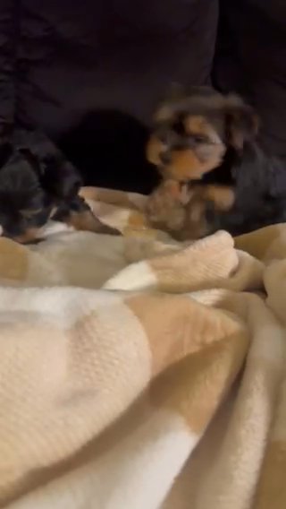 Yorkie Female Puppies in Gilroy, California