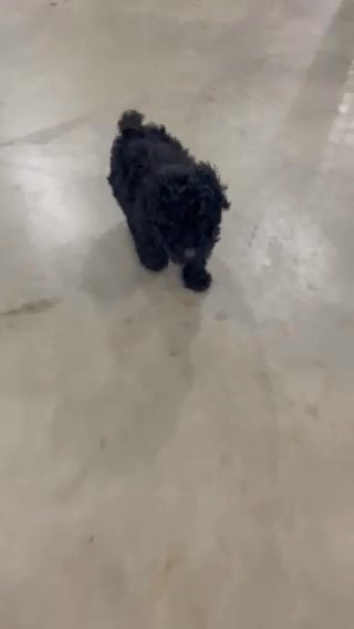 Black Miniature Poodle in Euclid, Ohio