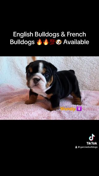 English Bulldogs in Los Angeles, California