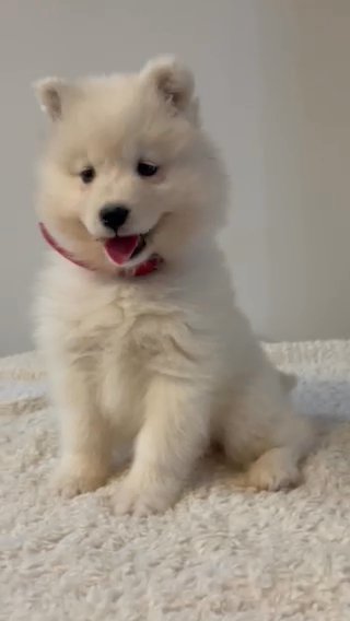 female samoyed in New York City, New York