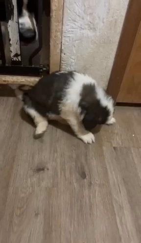Saint Bernard Puppies in Portland, Oregon