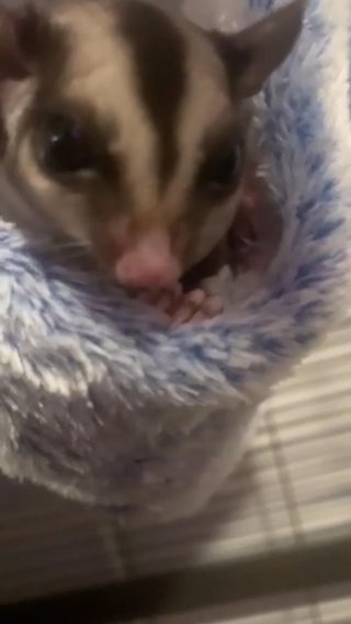 Sugar Gliders in Boston, Massachusetts