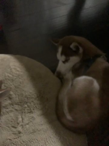 Siberian Husky Puppies (Red Coat) in Longwood, Florida