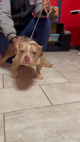 Chocolate Merle Exotic Bully in Augusta, Georgia