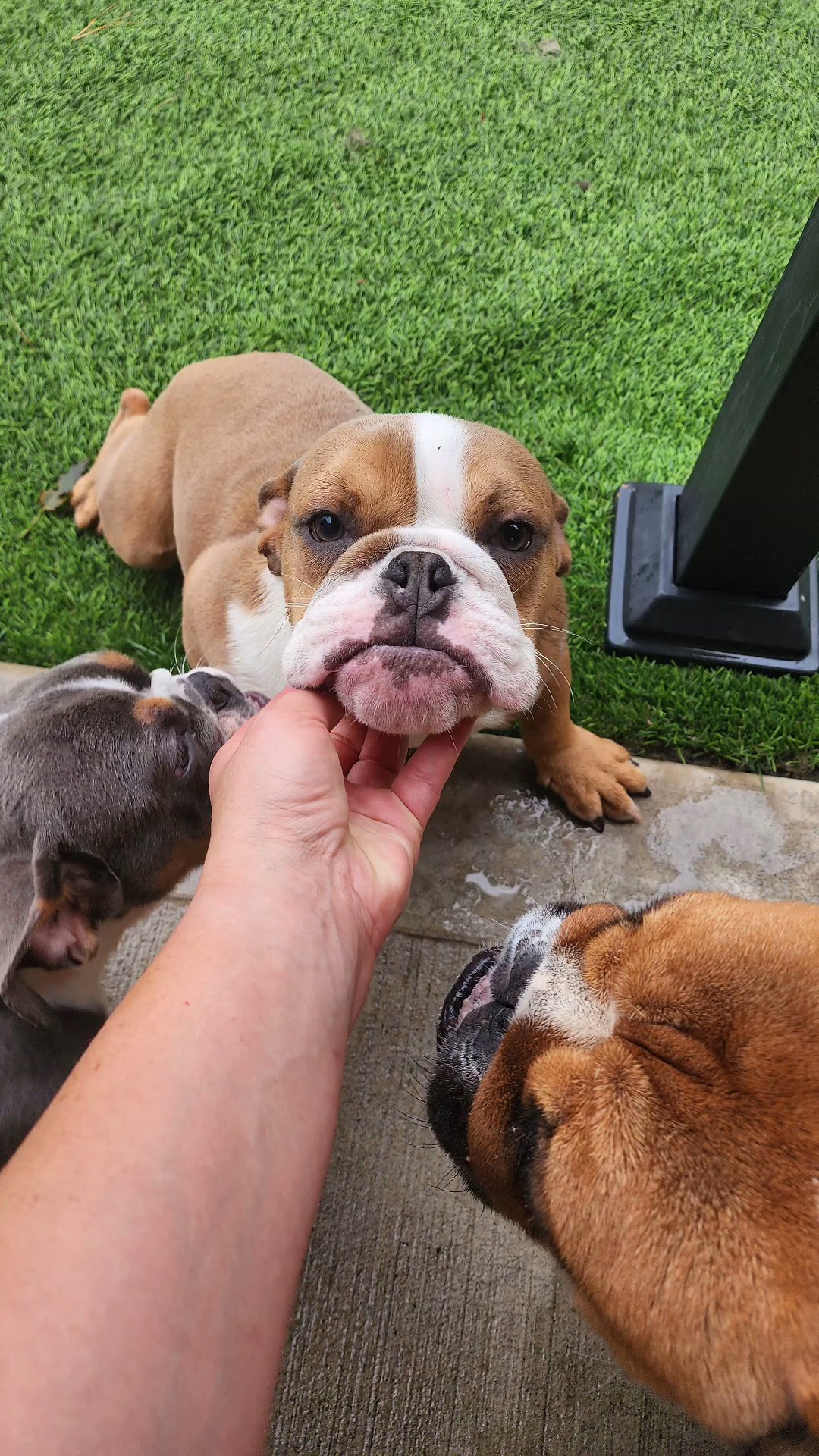 English bulldog female in Chicago, Illinois