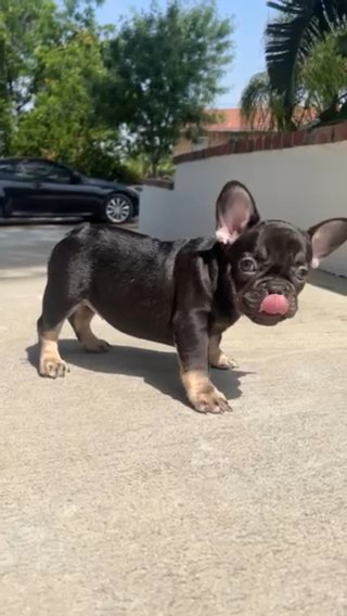 French Bulldog in San Diego, California