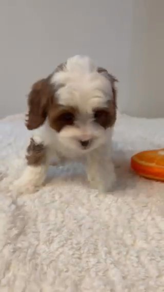 cavapoo male in New York City, New York