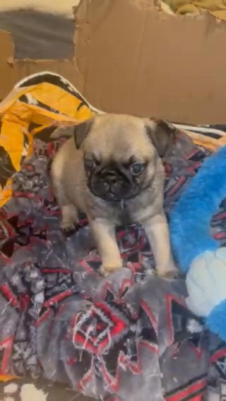 Pug in Los Angeles, California