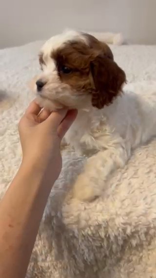 cavapoo female in New York City, New York