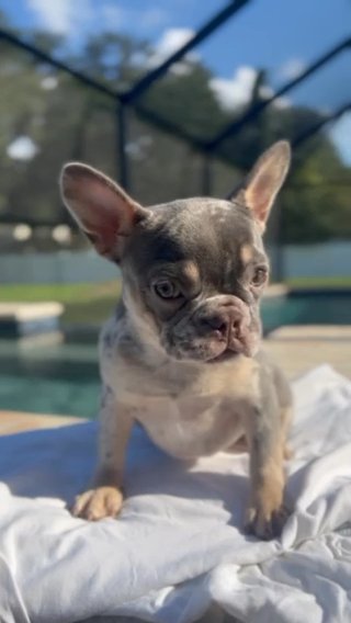Lilac & Tan Tri Merle ( Fluffy + Isabella ) Female in Tampa, Florida