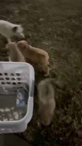 Puppies in Springdale, Arkansas
