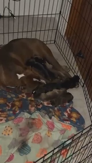 Pit Bull Mix Puppies in Rome, New York