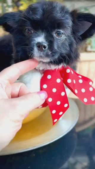 MISSY - Beautiful Longhair Chihuahua in Sacramento, California