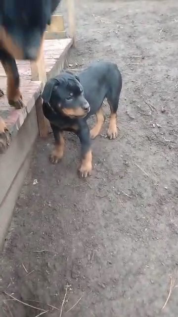 AKC Rottweiler Gold boy in Spokane, Washington