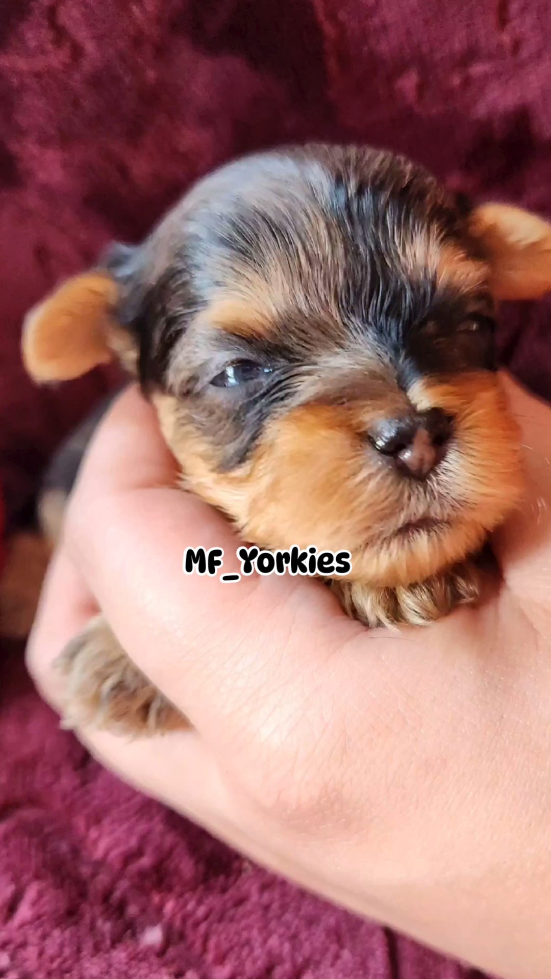 Merle Male Yorkie in Fort Lauderdale, Florida