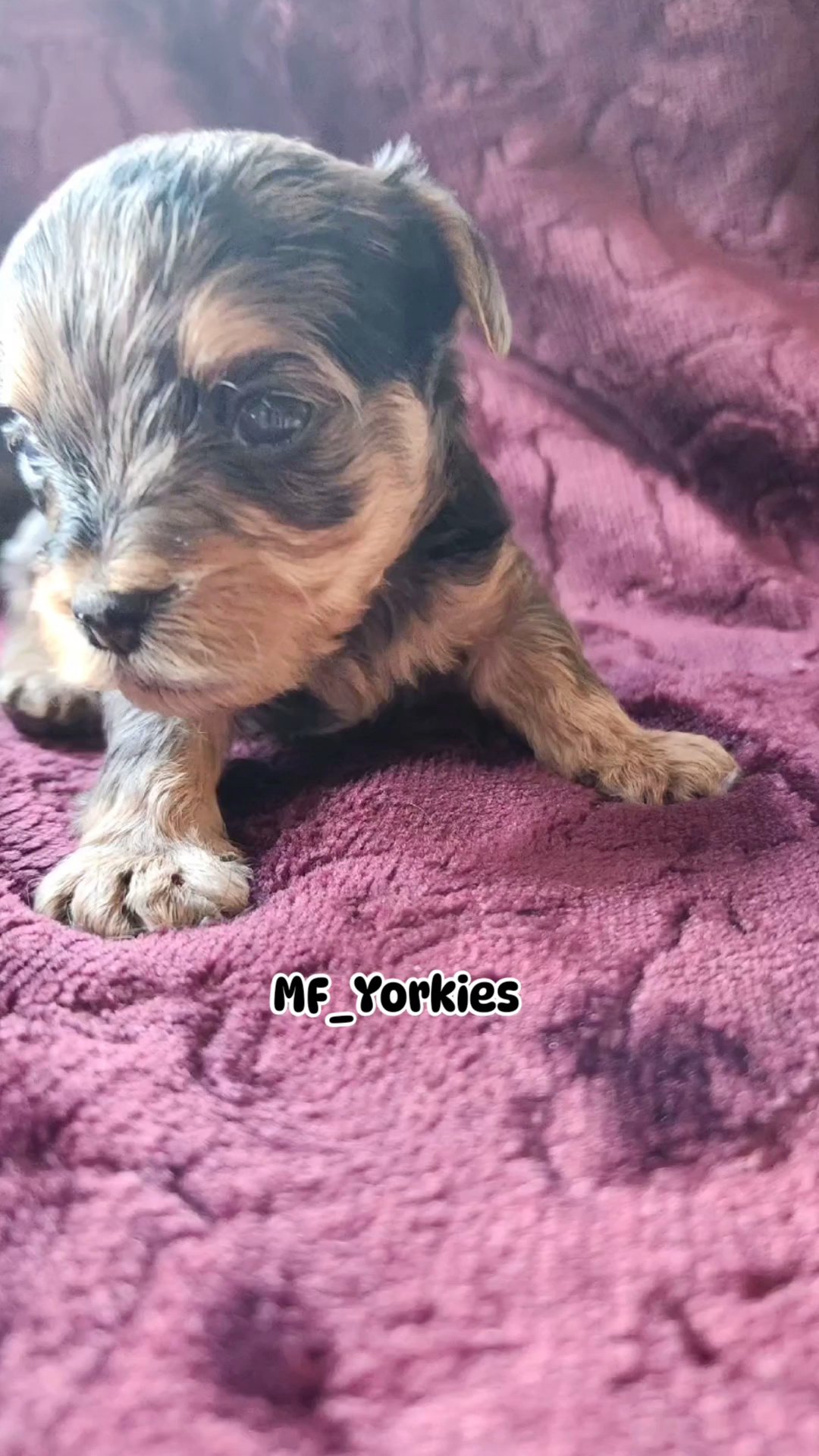 Merle Male Yorkie in Fort Lauderdale, Florida