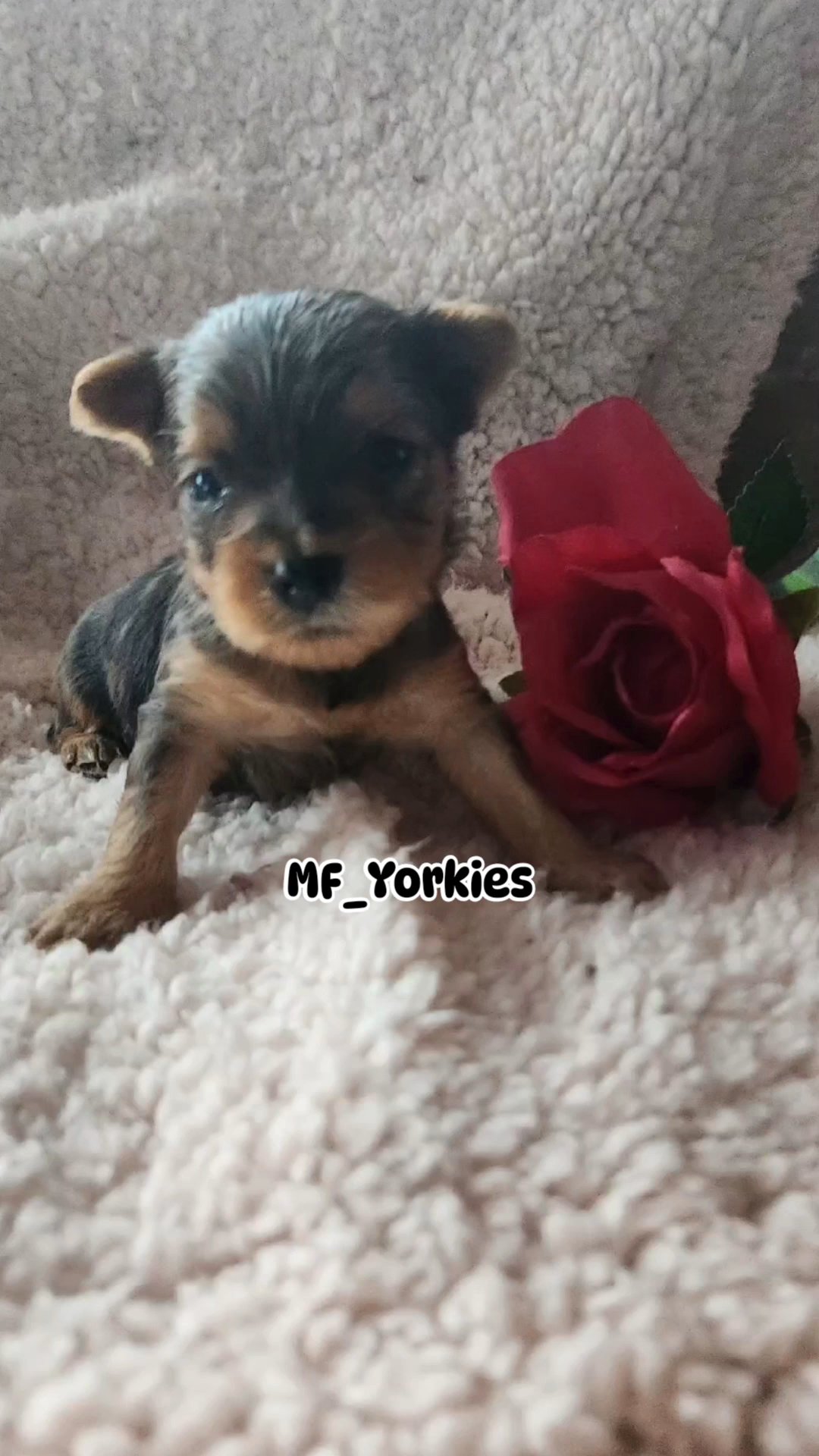 Merle Male Yorkie in Fort Lauderdale, Florida