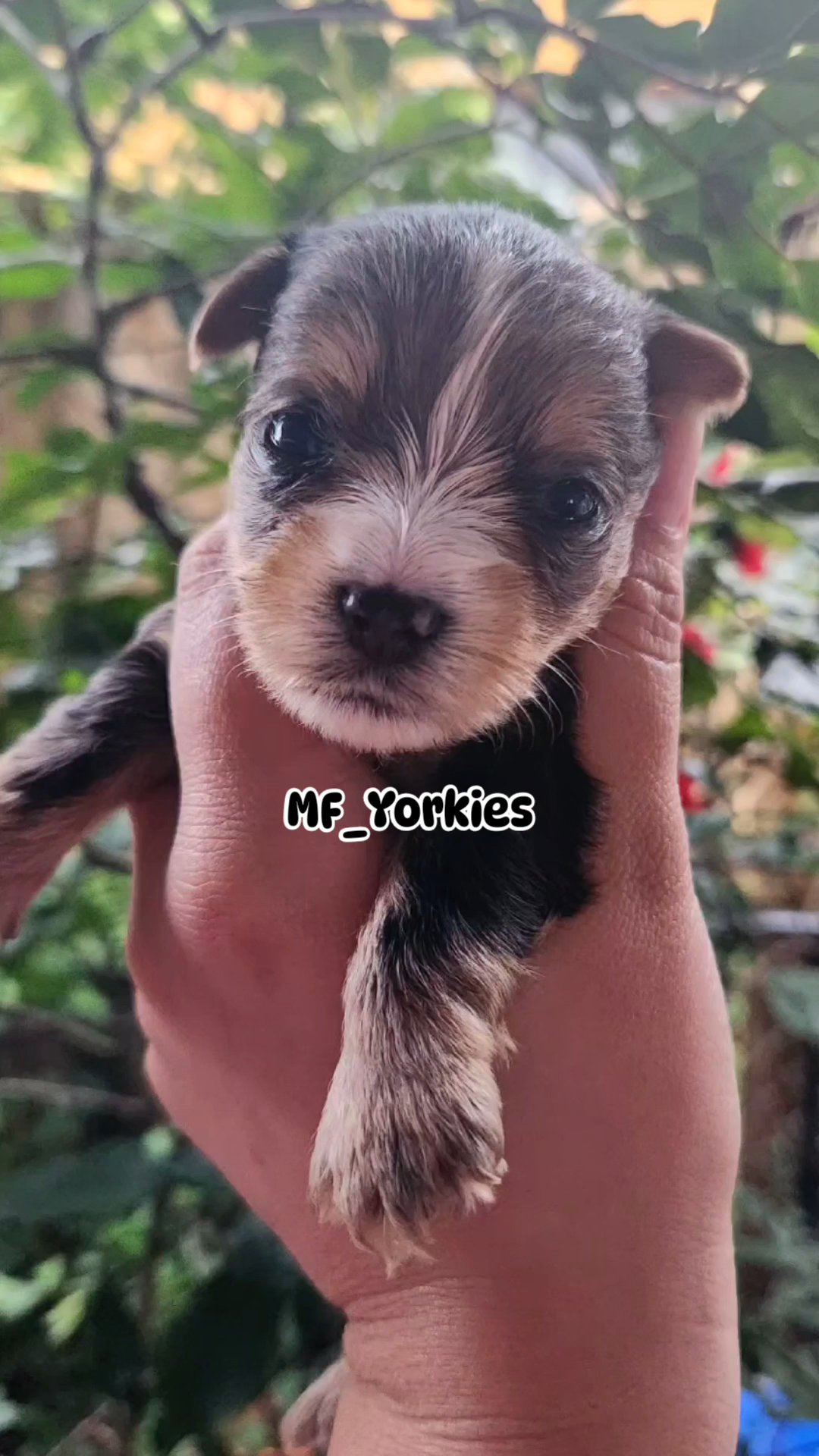 Merle Male Yorkie in Fort Lauderdale, Florida