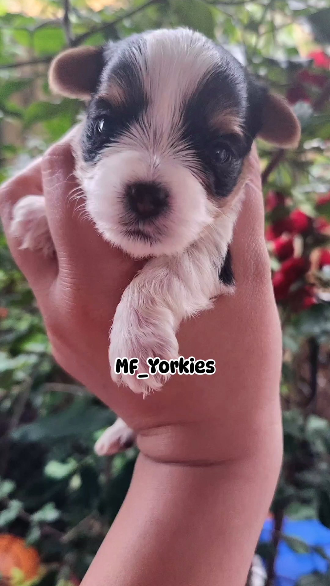 Black/White Parti Yorkie in Fort Lauderdale, Florida