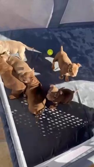 AMERICAN BULLY PUPPIES ABKC in Phoenix, Arizona
